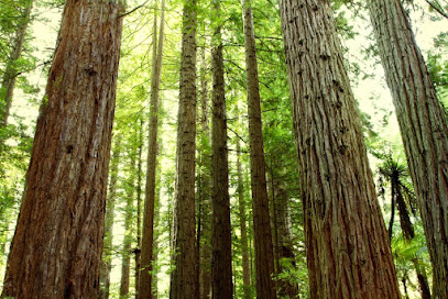 Redwood Advisory